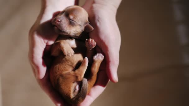 En liten nyfödd brun valp sover i handflatorna. Uppifrån och — Stockvideo