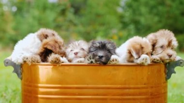 Yavru büyük bir köpek ailesi bir kova içinde oturur