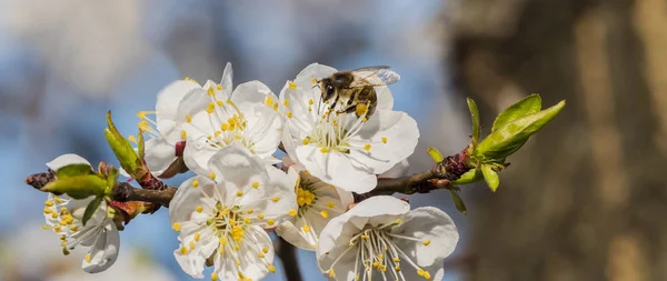 Nahaufnahme einer blühenden Aprikosenbiene, die Pollen sammelt — Stockfoto