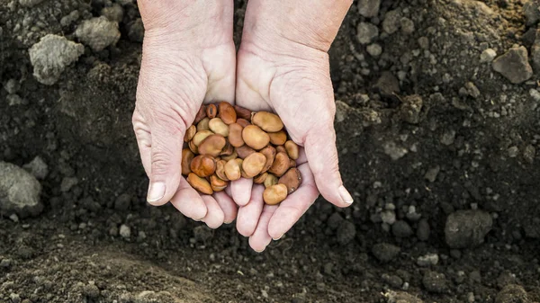 Le mani degli agricoltori tengono semi di fagiolo su terreni arati, pronti per la semina — Foto Stock