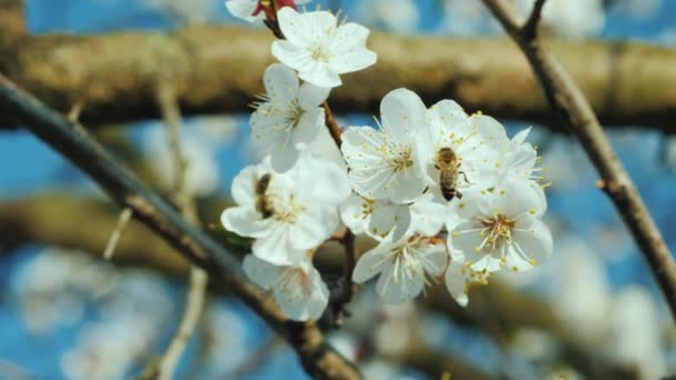 Пчела собирает пыльцу на цветке абрикоса — стоковое видео