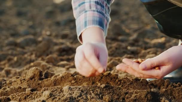 地面に種を植えると、フレームに手だけが見えます。新しい生活コンセプト — ストック動画