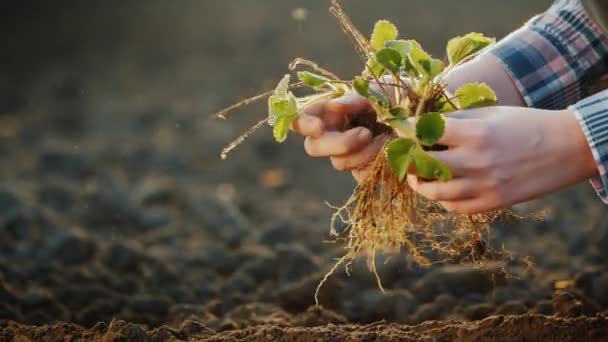 L'homme plante des fraises en terre noire, gros plan — Video