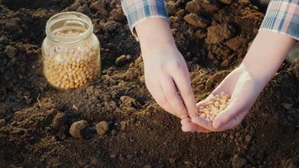Žena zasazování semínka ve své zahradě, close-up — Stock video