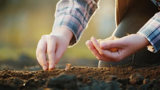 Un agriculteur plante un bulbe d'oignon dans le sol — Video