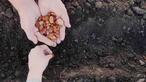 Aus den Händen eines älteren Bauern nimmt das Kind das Getreide und pflanzt es in die Erde. arbeiten zusammen, eine Generation von Bauern — Stockvideo