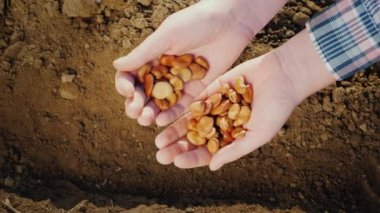 Çiftçilerin elleri bir avuç baklagil tohumlarını toprağın üzerinde tutuyor. Organik tarım