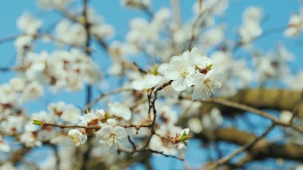 Ein Zweig blühender Aprikosen vor blauem Himmel — Stockvideo