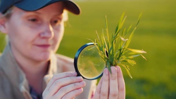 Portré egy fiatal nő agronómus tanul búza hajtások egy nagyító — Stock videók