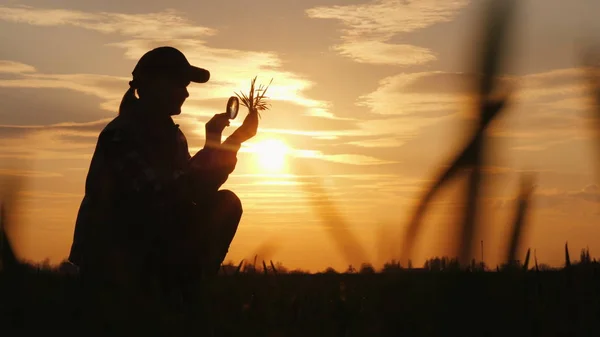 Φιγούρα γεωπόνος που μελετάει φύτρα σιταριού. Κάθεται σε ένα χωράφι στο ηλιοβασίλεμα — Φωτογραφία Αρχείου