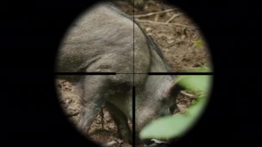 Ormanda vahşi bir hayvan üzerinde bir tüfek optik görüş ile görünümü. Avcı domuzu hedef alır