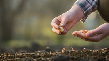 Bir çiftçi toprağa soğan soğanı eker.