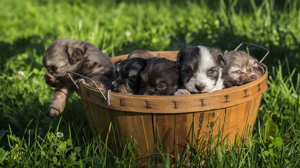 Several puppies in a wooden basket on a green lawn — Stock Photo, Image