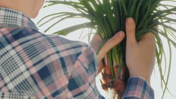 農家は太陽の下で新鮮な玉ねぎの球根を手にします。小さな農場の新鮮な製品 — ストック動画
