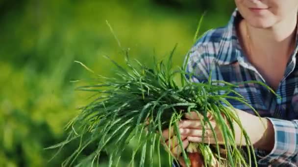 Jordbrukare händer håller en fång av grön lök bara klippa från trädgården — Stockvideo