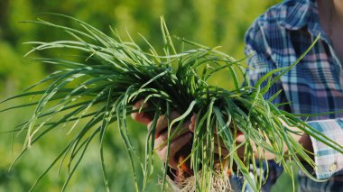Bir çiftçi bir avuç dolusu yeşil soğan tutar. Tarladan taze taze sebzeler