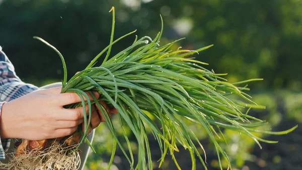 Farmers hands are holding an armful of green onions just cut from the garden. Side view — Stock Photo, Image