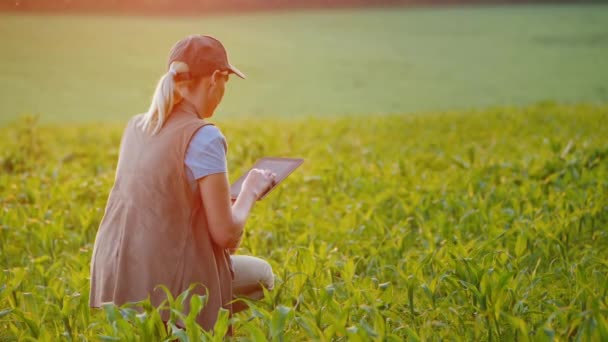 Un agricultor trabaja en un campo de maíz joven, utiliza una tableta . — Vídeos de Stock