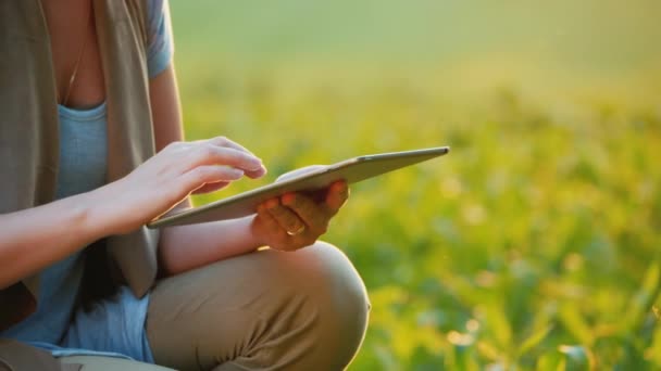 Farmers hands, working with a tablet near young shoots of corn — Stock Video