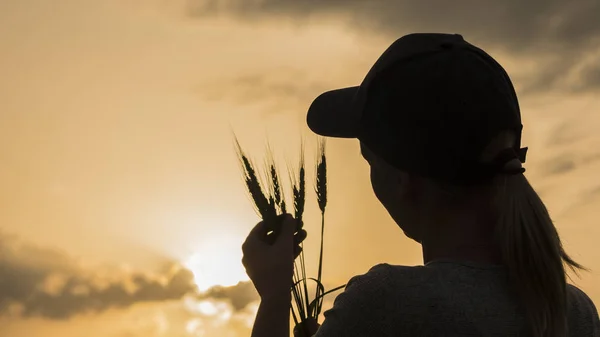 Farmer looks at the ears of wheat, rear view — Stock Photo, Image