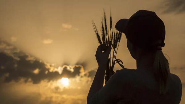 Farmer looks at the ears of wheat, rear view — Stock Photo, Image