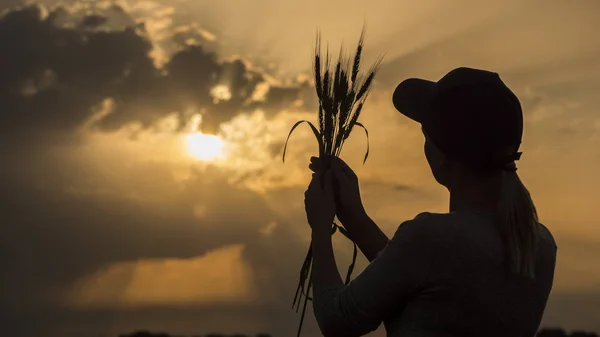 一个年轻的农民看着小麦的耳朵的剪影。后视图 — 图库照片
