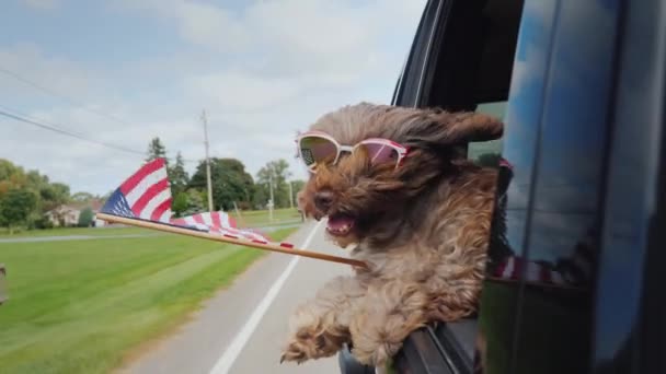 Funny Dog z amerykańską flagą wychodzi z okna samochodu. 4 lipca i Dzień Niepodległości w USA koncepcji — Wideo stockowe