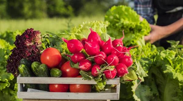 Коробка свежих овощей из его сада, на заднем плане фермер рвет зеленые листья салата — стоковое фото