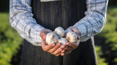 Bir adam birkaç sarımsak soğanı tutar. Bahçenizden Ürünler