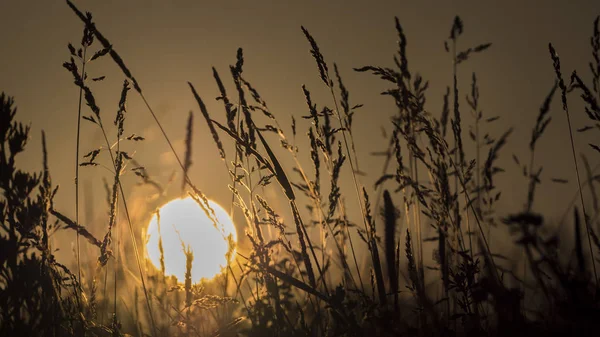 O disco do sol poente através da grama em primeiro plano — Fotografia de Stock