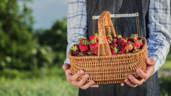 Een boer houdt een mandje van aardbeien. Verse bessen van de boerderij — Stockfoto