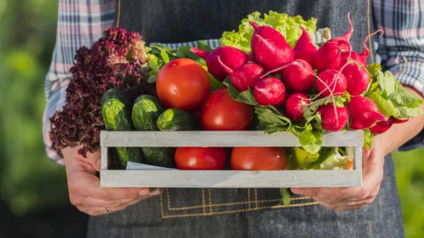Bir çiftçi bahçesindetaze olgun sebze bir dizi ile ahşap bir kutu tutar. Yakın çekim