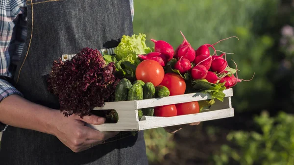 Vista lateral del agricultor sostiene una caja de madera con un conjunto de verduras frescas maduras de su jardín. Primer plano de disparo —  Fotos de Stock
