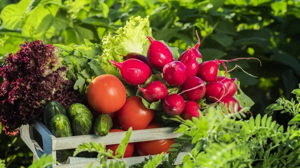 Una caja de verduras frescas se encuentra entre las plantas verdes en el jardín. Concepto de productos ecológicos —  Fotos de Stock