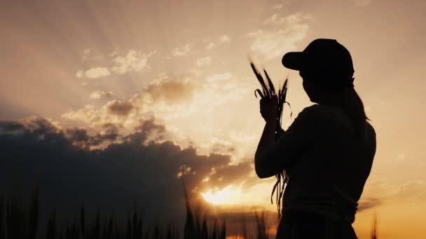 Boer kijkt naar de oren van tarwe, achteraanzicht — Stockvideo