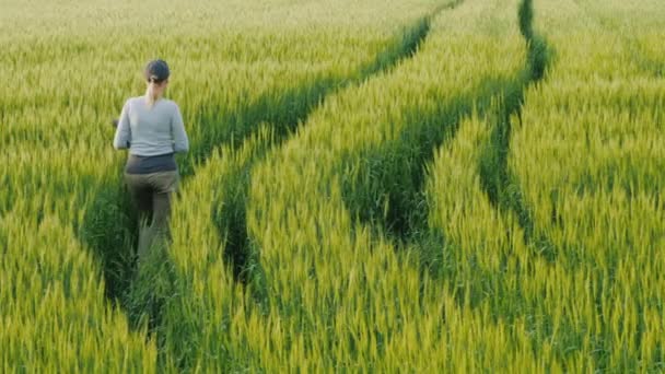 Молодая женщина фермер ходит по полю зеленой пшеницы. Вид сзади — стоковое видео