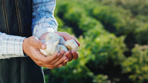 Zijaanzicht van een man houdt verschillende knoflook bollen. Producten uit uw tuin — Stockfoto