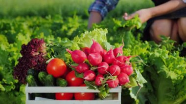 Bahçesinden taze sebze bir kutu, arka planda bir çiftçi gözyaşları yeşil salata yaprakları