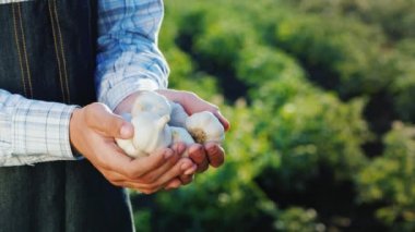 Bir adamın yan görünümü birkaç sarımsak soğanı tutar. Bahçenizden Ürünler
