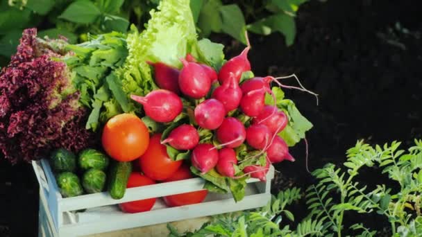 Набор свежих овощей в деревянной коробке. Концепция органических продуктов — стоковое видео