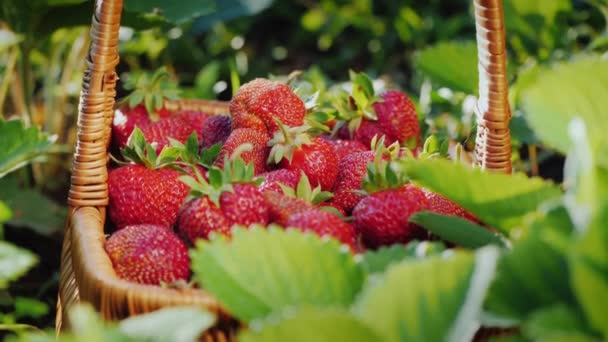 Un granjero pone fresas en una canasta. Cosecha de bayas — Vídeo de stock