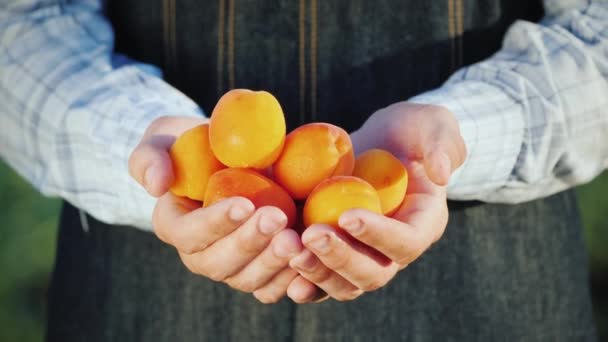Les mains des agriculteurs tiennent plusieurs abricots épicés juteux — Video