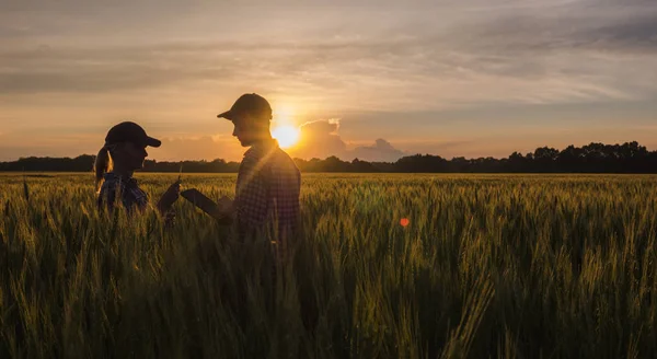 Двоє фермерів чоловік і жінка працюють на пшеничному полі на заході сонця — стокове фото