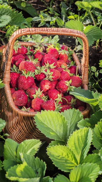 Zwischen Erdbeersträuchern steht ein Korb mit reifen Erdbeeren. reife und schmackhafte Beeren nur vom Feld — Stockfoto