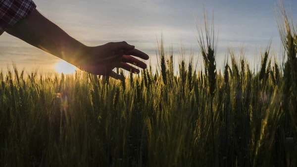 Farmers hand stroking wheat spikelets in the rays of the setting sun — Stock Photo, Image