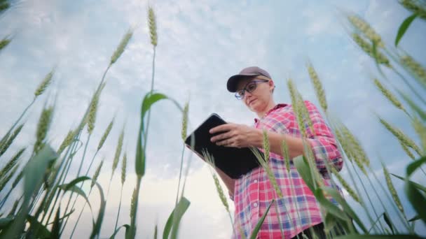 Vrouwelijke boer werkzaam in een tarweveld, met behulp van een tablet. Laaghoekschieten — Stockvideo