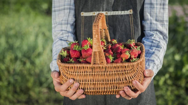 Holzkorb mit Erdbeeren in den Händen eines Bauern — Stockfoto