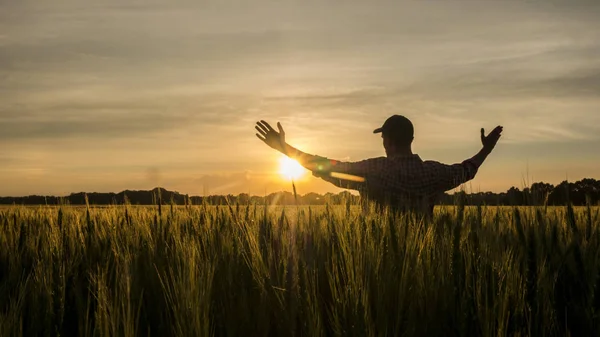 Boer bewondert zijn tarwe veld, verhoogde zijn handen omhoog naar de zon — Stockfoto