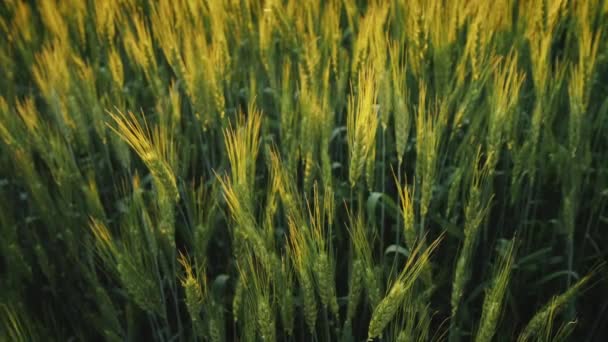 İki çiftçi bir buğday tarlasının arka planına karşı el sıkışırken — Stok video