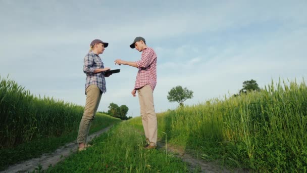 Οι αγρότες άντρες και γυναίκες επικοινωνούν σε ένα γραφικό μέρος ανάμεσα σε χωράφια σιταριού, χρησιμοποιούν ένα δισκίο — Αρχείο Βίντεο